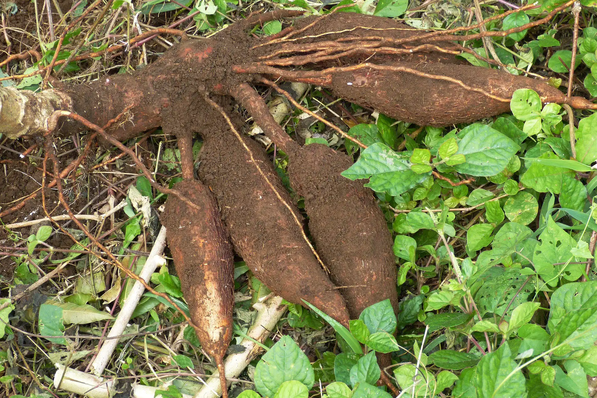 mandioca