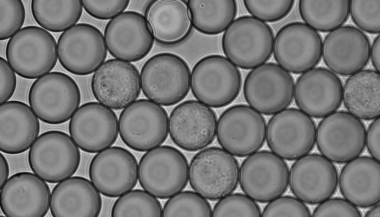 Bactéria de abelhões pode enriquecer bebidas de soja com vitamina B2