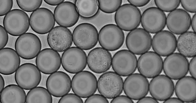 Bactéria de abelhões pode enriquecer bebidas de soja com vitamina B2