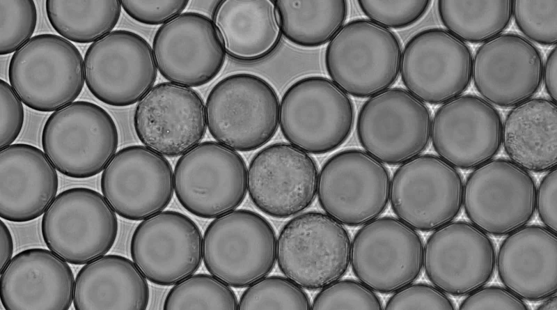 Bactéria de abelhões pode enriquecer bebidas de soja com vitamina B2
