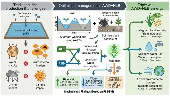 Resolvendo o trilema da produção de arroz: a sinergia entre a irrigação alternada com água (AWD) e o biochar enriquecido com azoto proporciona benefícios conjuntos em termos de aumento da produtividade, poupança de água e redução da emissão de amoníaco.