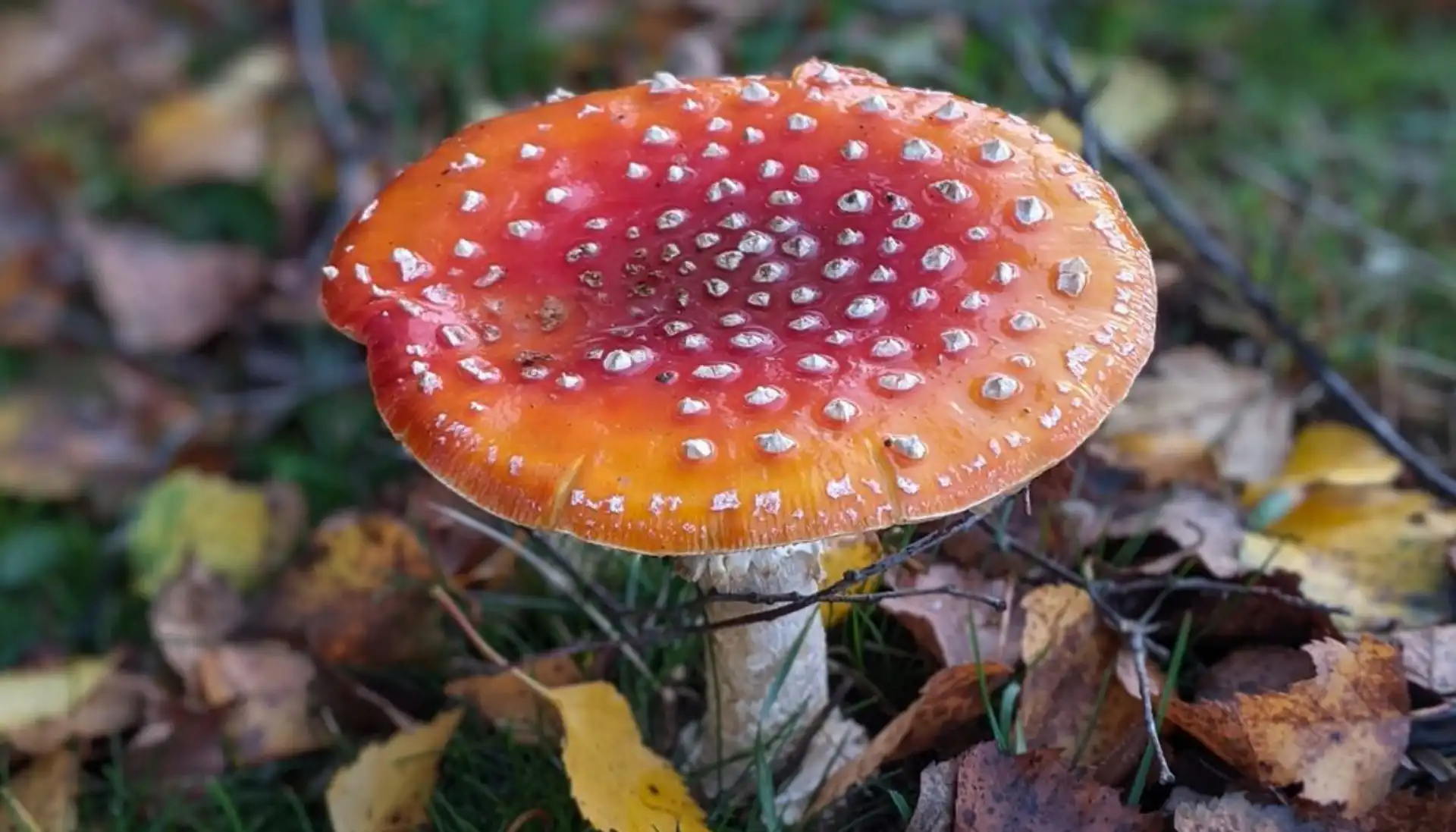 Fungo Amanita muscaria no Parque Nacional de New Forest. Imagem: Luke Lythgoe / Wellcome Sanger Institute.