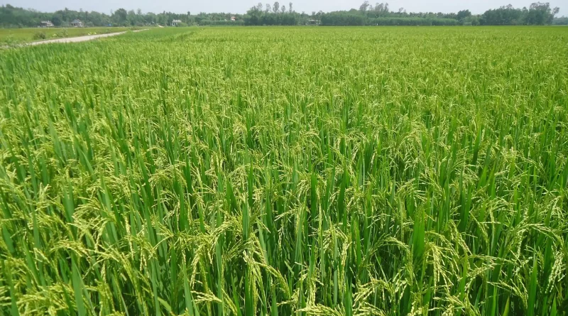 arroz