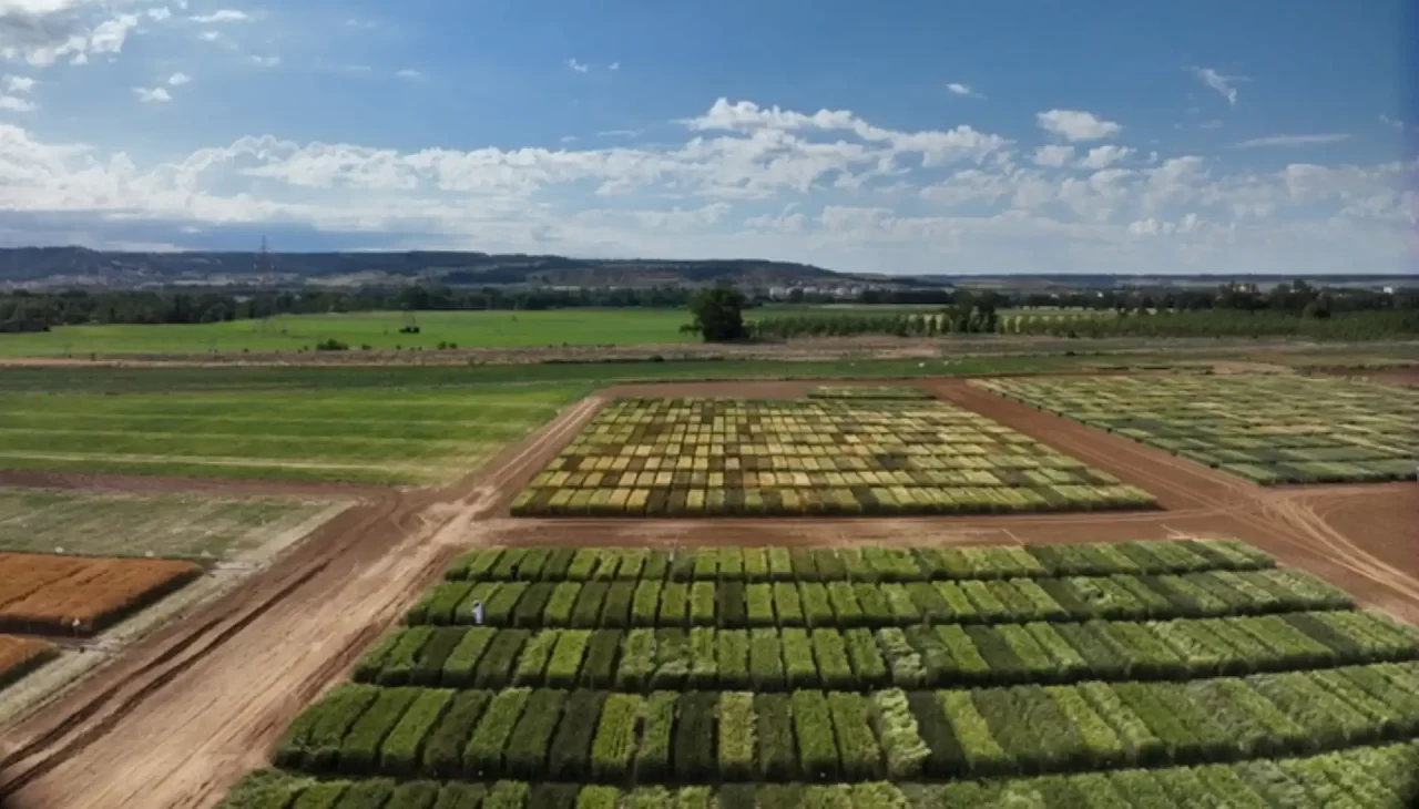 Inteligência artificial e drones ajudam a identificar trigo mais resistente às alterações climáticas