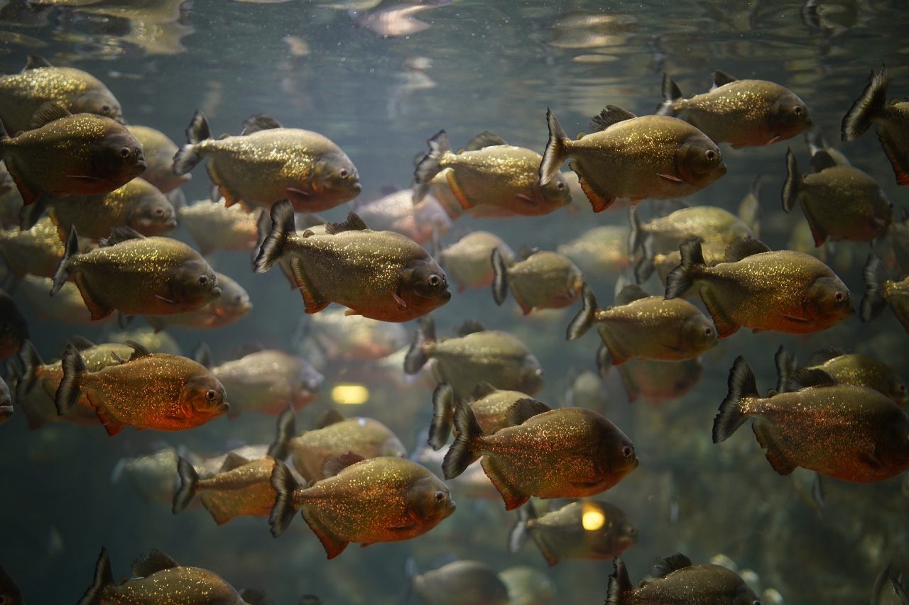 Crise silenciosa dos rios: peixes migradores perderam 81% das populações desde 1970