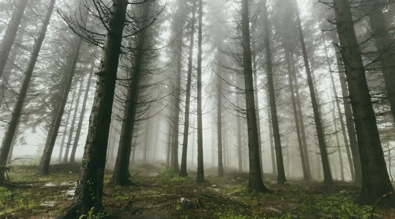 floresta