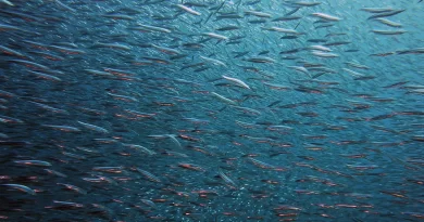 peixes