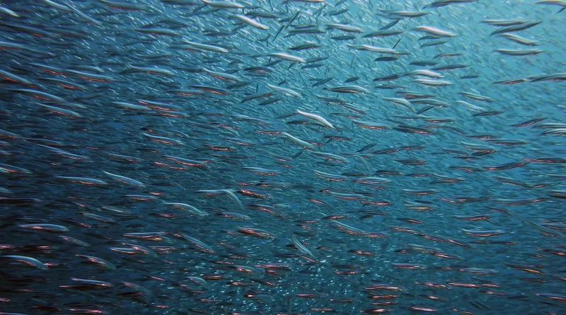 peixes