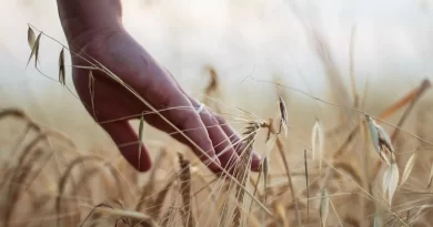 fertilizante agricultura