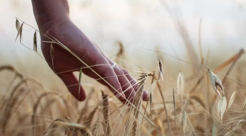 fertilizante agricultura
