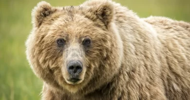 Urso pardo encolheu em Portugal ao longo de milhares de anos