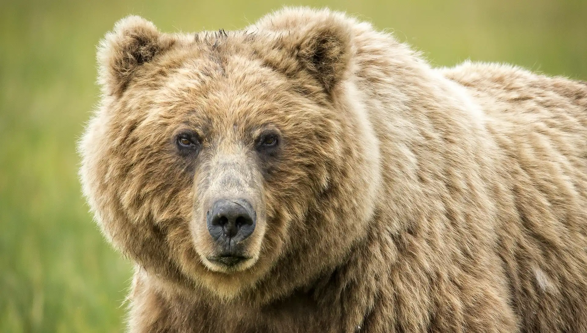 Urso pardo encolheu em Portugal ao longo de milhares de anos